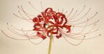  branch brown_background flower highres mouen_tw no_humans original painting_(medium) plant plant_focus realistic red_flower spider_lily stamen still_life traditional_media watercolor_(medium) 