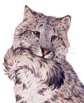  animal animal_focus artist_name biting_own_tail giulialibard green_eyes grey_fur highres leopard looking_ahead no_humans original portrait realistic signature simple_background snow_leopard solo tail white_background 