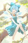  1girl absurdres ahoge aqua_bow aqua_dress barefoot blue_bow blue_dress blue_eyes blue_hair blue_wings bow branch cirno collared_shirt crystal_wings day detached_wings dress full_body hair_bow hands_on_own_knees head_tilt highres in_tree knees_together_feet_apart looking_at_viewer neck_ribbon open_mouth outdoors pinafore_dress puffy_short_sleeves puffy_sleeves red_ribbon ribbon shirt short_hair short_sleeves sitting sleeveless sleeveless_dress smile solo touhou tree uroam white_shirt wings 