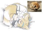  1girl animal_ear_fluff animal_ears arknights black_gloves blonde_hair blue_hairband braid closed_eyes commentary_request fox fox_ears fox_girl fox_tail frills from_above gloves hairband highres kitsune long_hair photo-referenced photo_inset reference_inset semi_colon simple_background sketch sleeping suzuran_(arknights) tail white_background zzz 