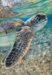  animal animal_focus black_eyes chie_t19690428 close-up colored_pencil_(medium) highres in_water looking_at_viewer no_humans open_mouth original realistic traditional_media turtle underwater water 