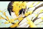  1boy black_hair branch closed_mouth e.g.o_(project_moon) flower hashtag-only_commentary highres letterboxed limbus_company looking_at_viewer male_focus material_growth project_moon short_hair solo to_ame_ha_yaiba twitter_username yellow_eyes yellow_flower yi_sang_(project_moon) 
