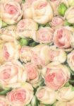  bud flower flower_focus no_humans ogisei2 original painting_(medium) pink_flower pink_rose plant plant_focus rose signature still_life traditional_media white_flower white_rose 