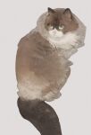  animal animal_focus blue_eyes brown_cat commentary fluffy looking_back nekosuke_(oxo) no_humans original simple_background symbol-only_commentary tail turning_head white_background 