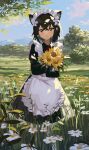  1girl absurdres animal_ears apron black_eyes black_hair black_shirt black_skirt blue_sky blush cat_ears cat_girl closed_mouth clouds collared_shirt crossed_arms crossed_bangs daisy day field flower flower_field frilled_apron frills full_body hair_between_eyes highres holding holding_flower hugging_object juliet_sleeves kgt_(pixiv12957613) long_sleeves looking_at_viewer maid maid_headdress nature necktie original outdoors petticoat puffy_sleeves red_necktie shirt short_hair skirt sky smile solo sunflower tree white_apron white_flower 