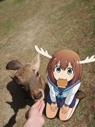  1girl 1other :3 antlers blue_neckerchief blush brown_hair commentary_request deer deer_antlers deer_cracker deer_girl feeding food_in_mouth from_above green_eyes highres horns kazma_(kazkazma) long_sleeves looking_at_viewer mouth_hold neckerchief photo_background pov pov_hands school_uniform seiza serafuku shadow shikanoko_noko shikanoko_nokonoko_koshitantan shoes short_hair sitting skirt smile socks tareme v-shaped_eyebrows white_serafuku white_socks 