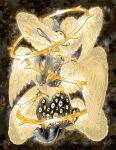  1other abstract_background angel angel_wings animal_focus colored_sclera cyclops deer extra_eyes fawn feathered_wings feathers fleebites grey_fur halo highres monochrome multiple_wings no_humans one-eyed original seraph spiked_halo too_many_eyes white_eyes wings yellow_eyes yellow_feathers yellow_halo yellow_sclera yellow_theme yellow_wings 