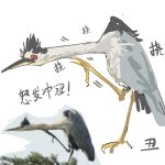  animal_focus bird chinese_commentary chinese_text commentary_request crane_(animal) derivative_work motion_lines no_humans original red_eyes reference_inset scratching_neck simple_background translation_request white_background zhanghemankong 