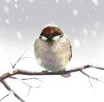  branch closed_eyes no_humans realistic shoudoubutsu sitting snow sparrow syoudoubutu winter 