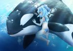  barefoot blue_eyes blue_hair blush bow bubble cirno fang freediving highres hood manahui orca short_hair solo swimming touhou underwater water whale 