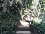  bamboo bamboo_forest forest highres iwamoto_maguro nature no_humans plant realistic scenery stairs tree 