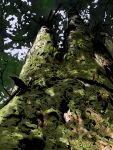  hiba_(p-p-purin) leaf nature no_humans original robe tree 