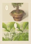  leaf narumi_arata original pot translated 