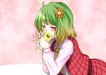  ascot blush covering_mouth daisy flower green_hair hair_flower hair_ornament hand_clasped hands_clasped hane_(hanegoya) holding holding_flower kazami_yuuka leaning_forward pink pink_background plaid plaid_skirt plaid_vest red_eyes short_hair skirt skirt_set smile solo sunflower toobane touhou youkai 