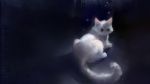  1920x1080 animal apofiss black bubbles cat feline green_eyes looking_at_viewer looking_back wallpaper whiskers white widescreen 