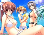  3girls beach bikini blue_eyes blush breasts brown_hair galge.com grey_eyes grey_hair large_breasts mizuhara_yuu multiple_girls navel ponytail red_eyes sarong sunbeam sunlight swimsuit twintails wallpaper 