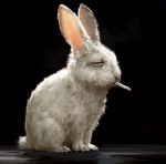  animal bunny cancer-rabbit cigarette closed_eyes eyes_closed feral lagomorph no_humans non-anthro original rabbit smoking smorkin'_labbit the_truth what 