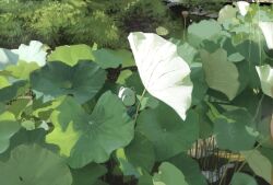  2boys bush child commentary_request day dog_mask highres kusamie leaf lotus_leaf lotus_pod multiple_boys original outdoors scenery water wide_shot 