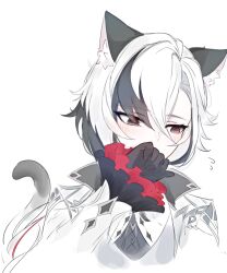  1girl animal_ears arlecchino_(genshin_impact) black_eyes black_hair black_hands black_streaks blush cat_ears cat_tail coat colored_extremities covering_own_mouth fatui_coat fur-trimmed_coat fur_trim genshin_impact grey_coat hair_between_eyes hand_over_own_mouth highres long_sleeves mihoyo multicolored_hair red_pupils short_hair solo streaked_hair symbol-shaped_pupils tail tansanlemon100 two-tone_hair white_coat white_hair x-shaped_pupils 