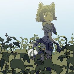  1girl animal_ears blue_shirt commentary_request common_raccoon_(kemono_friends) kemono_friends looking_at_viewer outdoors pleated_skirt puffy_short_sleeves puffy_sleeves raccoon_girl raccoon_tail saboteri_(savot) shirt short_hair short_sleeves skirt solo tail thistle 