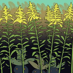  check_flower field flower flower_request goldenrod looking_at_viewer no_humans oddish outdoors pokemon pokemon_(creature) saboteri_(savot) yellow_eyes yellow_flower 