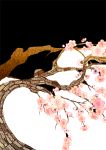  cherry_blossoms flower minoru_(pulse20) original tree 