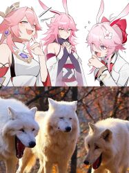 3girls animal_ears breasts chinese_commentary color_connection commentary_request company_connection dailyc-cat dress earrings evanescia_(honkai:_star_rail) flower fox_ears fox_girl genshin_impact hair_color_connection hair_flower hair_ornament highres honkai:_star_rail honkai_(series) honkai_impact_3rd japanese_clothes jewelry laughing laughing_wolves_(meme) medium_breasts meme meme_inset mihoyo multiple_girls nontraditional_miko own_hands_together pink_hair sakura_ayane shirt violet_eyes voice_actor_connection white_dress white_shirt wolf yae_miko yae_sakura yae_sakura_(gyakushinn_miko) 