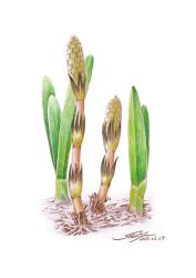  colored_pencil_(medium) commentary_request daffodil dated flower highres horsetail_(plant) leaf no_humans original plant plant_focus shin_iroenpitsu signature simple_background sprout traditional_media white_background 