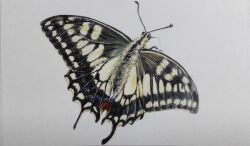  animal animal_focus bug butterfly colored_pencil_(medium) commentary_request highres making-of_available no_humans original photorealistic realistic simple_background traditional_media user_sdta7852 white_background 
