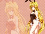  bunnygirl konjiki_no_yami tagme toloveru 