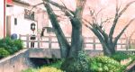  cat cherry_blossoms flower kimura_(pixiv178485) original school_uniform solo tree 