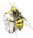  bee copyright_request honey hornet insect jar no_humans realistic sawasawa simple_background spot_color wasp wings 