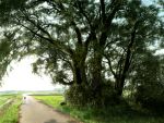  bicycle copyright_request nature no_humans path photo_reference realistic scenery tree yorimitsu 