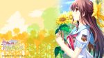  alpha blush brown_hair flower highres hinata_natsumi hinata_natsumi_(sharin_no_kuni) orange_eyes ribbon school_uniform sharin_no_kuni_himawari_no_shoujo sunflower wallpaper 