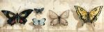  butterfly pinkxxxna traditional_media watercolor_(medium) 