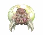  commentary creepy fan fangs graphite_(medium) kalapusa metroid metroid_(creature) no_humans realistic science_fiction simple_background solo traditional_media 