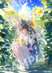  1girl black_hair blue_skirt blue_sky braid clouds commentary_request copyright_name copyright_notice flower full_body hat hat_flower highres multicolored_hair official_art pink_hair sample_watermark shirt shoes skirt sky solo split-color_hair squatting straw_hat sunflower tachibana_hinano toes violet_eyes virtual_youtuber vspo! wata_(attaka_towel) watermark white_shirt white_shoes yellow_flower 