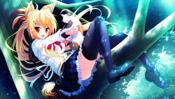  1girl 1other amagi_karin animal animal_ear_fluff animal_ears back_bow black_thighhighs blonde_hair bow buttons cat charm_(object) collarbone day double-breasted forest fox_ears frilled_skirt frills full_body game_asset hair_ribbon hands_up holding holding_animal holding_cat impossible_clothes in_tree leaning_back loafers long_hair long_sleeves looking_at_viewer magical_marriage_lunatics!! miniskirt nature neck_ribbon non-web_source official_art outdoors plaid_clothes plaid_sailor_collar plaid_skirt pleated_skirt ponytail red_eyes red_ribbon ribbon sailor_collar sakurasaka_tsuchiyu school_uniform serafuku shirt shoes sitting sitting_in_tree skirt thigh-highs tree two-tone_shirt white_shirt 