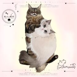  animal animal_focus blue_eyes brown_eyes cat commission fangs highres looking_at_viewer mihuashi_commission naiyou_dangao_naiyou no_humans open_mouth original pink_background sample_watermark signature watermark whiskers 
