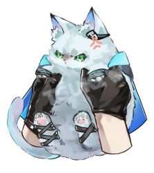  1other anger_vein angry animal animal_focus animalization arknights artist_name black_gloves blue_cape cape cat chinese_commentary commentary_request furrowed_brow gloves green_eyes holding holding_animal holding_cat infection_monitor_(arknights) looking_at_viewer out_of_frame rosmontis_(arknights) tsukihana_l white_background white_cat 