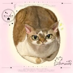  animal animal_focus cat commission green_eyes highres looking_at_viewer mihuashi_commission naiyou_dangao_naiyou no_humans original pink_background sample_watermark signature sparkle watermark 