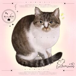  animal animal_focus brown_eyes cat commission highres looking_at_viewer mihuashi_commission naiyou_dangao_naiyou no_humans original pink_background sample_watermark signature solo sparkle watermark 
