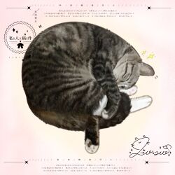 animal animal_focus cat closed_eyes commission curled_up highres mihuashi_commission naiyou_dangao_naiyou no_humans original pink_background sample_watermark signature sleeping solo watermark 
