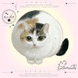  animal animal_focus calico_(pattern) calico_cat closed_mouth commission highres mihuashi_commission naiyou_dangao_naiyou no_humans original pink_background sample_watermark signature watermark whiskers yellow_eyes 
