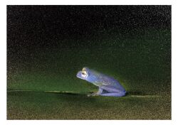  animal_focus border commentary english_commentary frog from_side horizontal_pupils no_humans profile sitting tuna663712044 white_border yellow_eyes 
