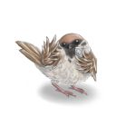  bird camera commentary_request eurasian_tree_sparrow lowres md5_mismatch no_humans original parody pun shadow simple_background solo sparrow white_background 