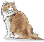  animal brown_eyes cat long_hair lowres no_humans simple_background 