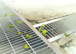  absurdres close-up commentary_request concrete crack cracked_floor drain_(object) highres leaf no_humans original outdoors plant plant_focus road sanegesan street sunlight 
