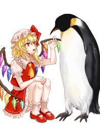  1girl animal ascot bird blonde_hair bloomers bobby_socks collared_shirt commentary_request crystal emperor_penguin eyelashes flandre_scarlet frilled_shirt_collar frilled_skirt frilled_sleeves frills hat hat_ribbon highres kuya_(hey36253625) mary_janes medium_hair mob_cap one_side_up open_mouth penguin pointy_ears puffy_short_sleeves puffy_sleeves red_eyes red_nails red_ribbon red_shoes red_skirt red_vest ribbon shirt shoes short_sleeves side_ponytail simple_background sitting skirt skirt_set socks touhou underwear vest white_background white_bloomers white_hat white_shirt white_socks wings yellow_ascot 