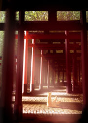  commentary_request day forest fox fushimi_inari_taisha giichi_(hai8528) highres kitsune kyuubi multiple_tails multiple_torii nature no_humans original outdoors path real_world_location scenery stairs sunlight tail torii tree white_tail 
